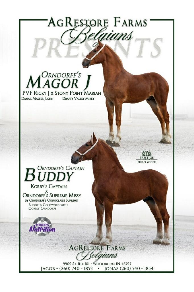 Indiana Belgian Draft Horse Association