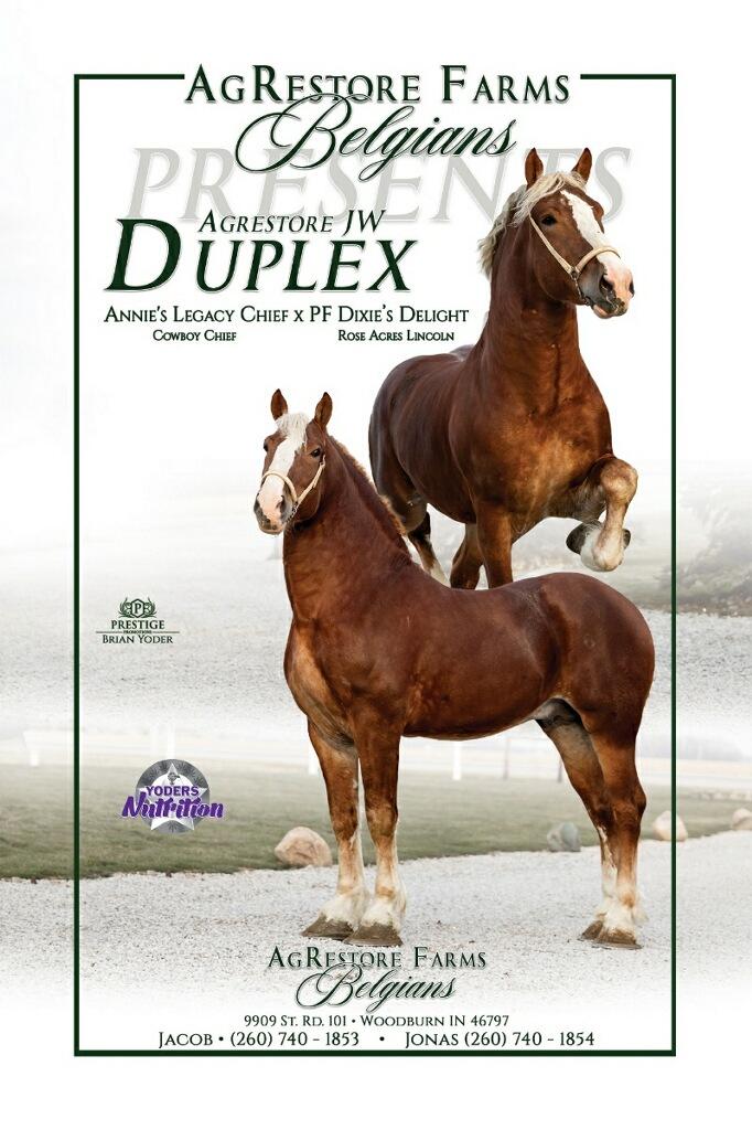 Indiana Belgian Draft Horse Association