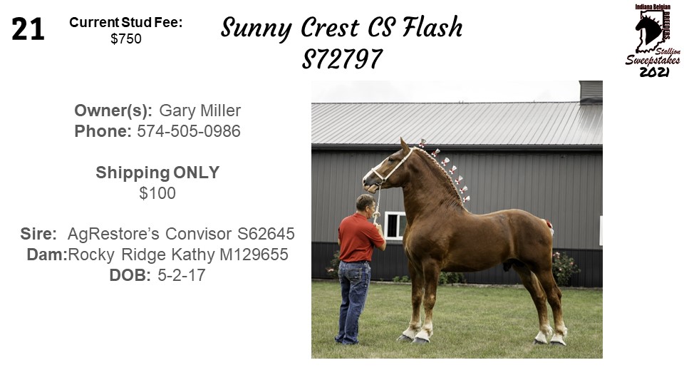 Indiana Belgian Draft Horse Association