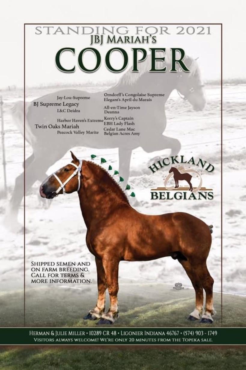 Indiana Belgian Draft Horse Association